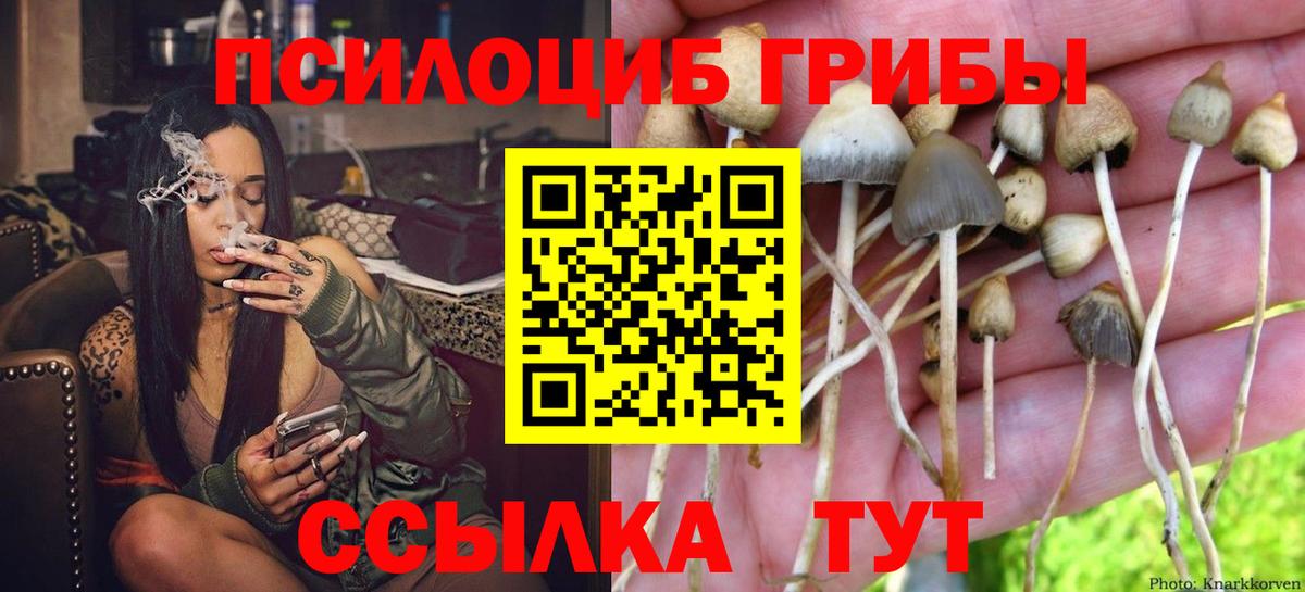 Псилоцибиновые грибы Psilocybe  закладки  Ленинск-Кузнецкий  Вход с VPN 
